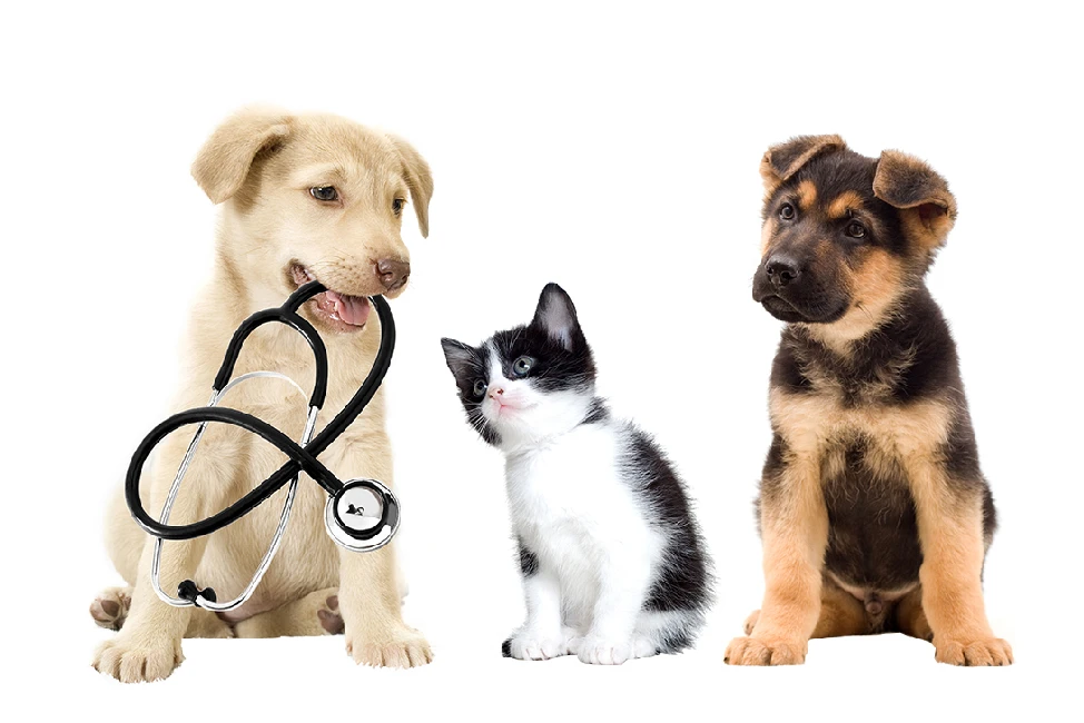 Pet Insurance - Matthews NC